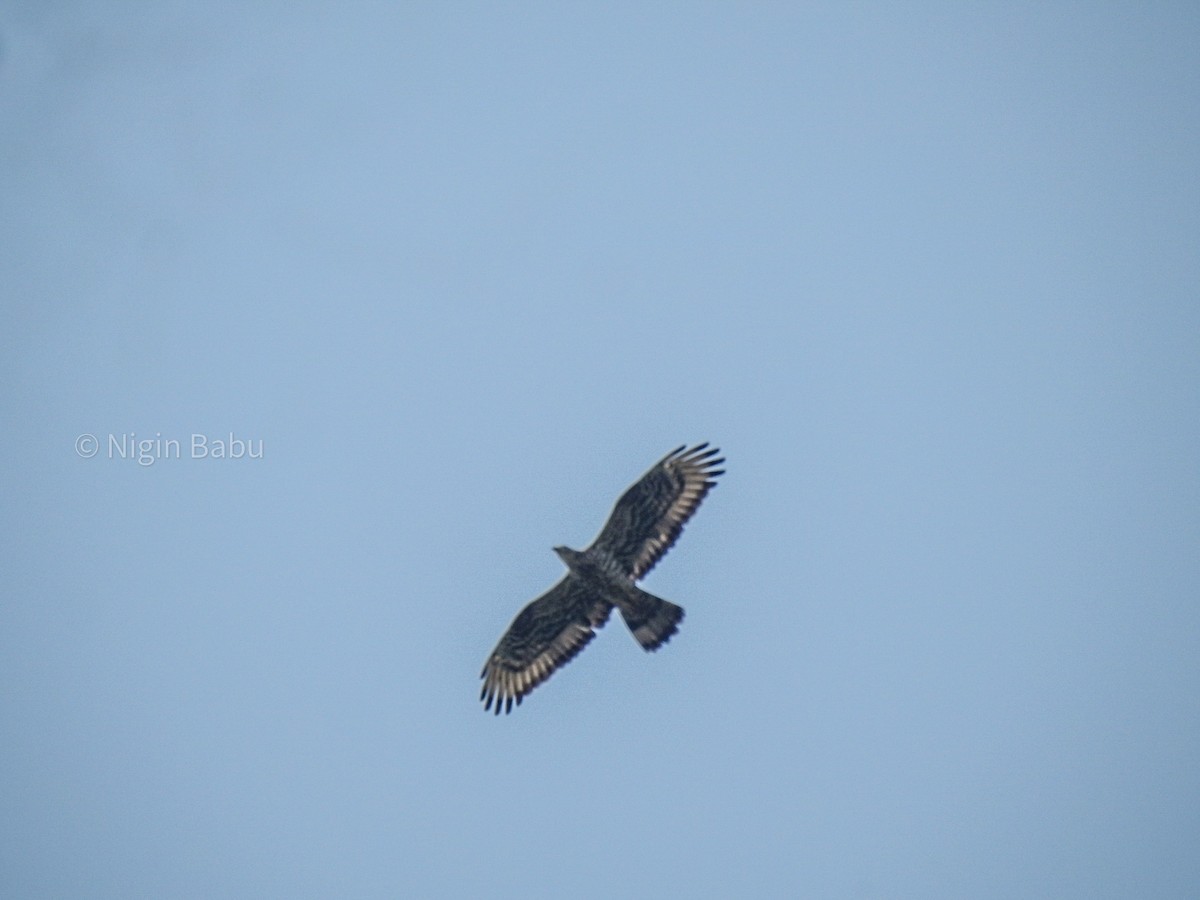 European x Oriental Honey-buzzard (hybrid) - ML616058884