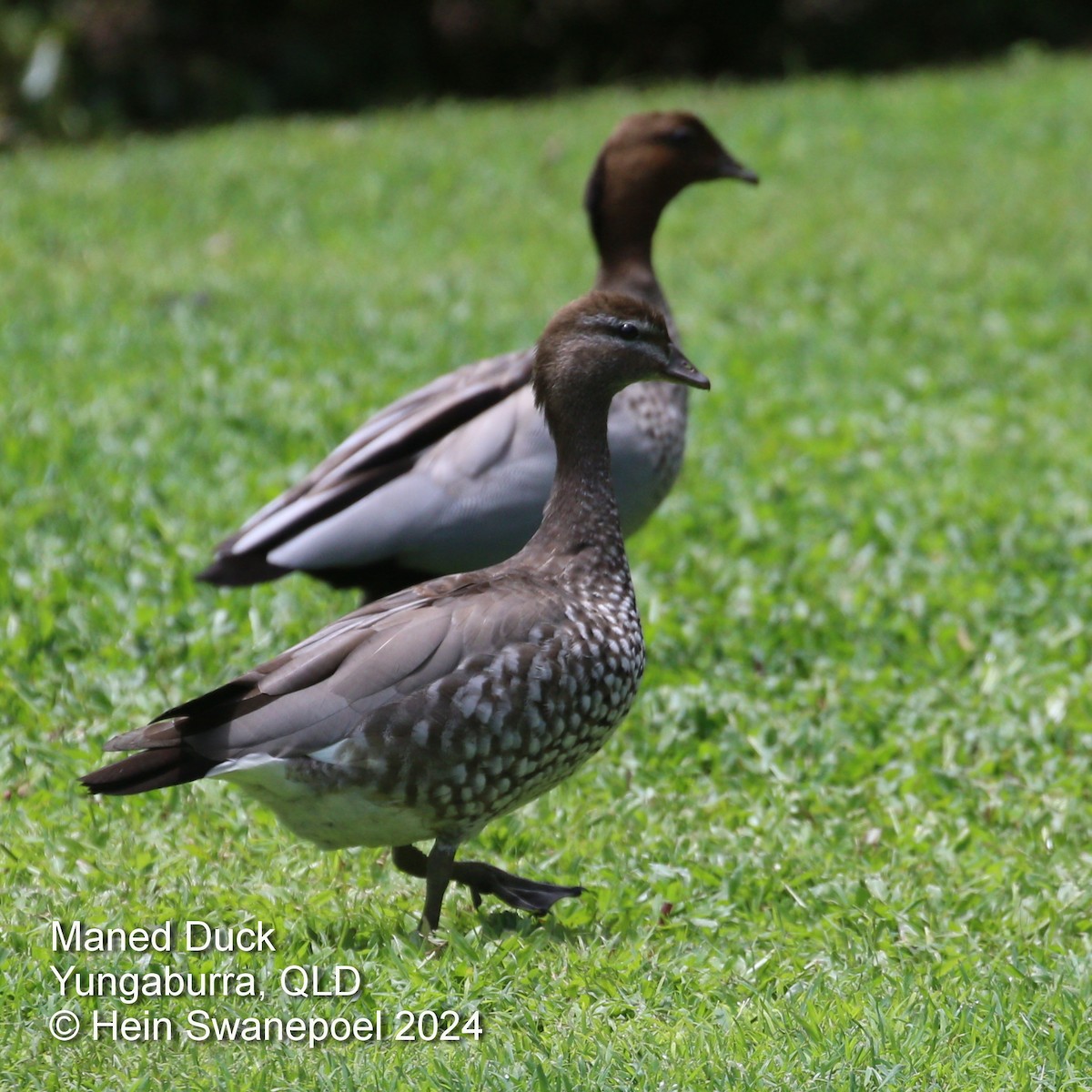 Canard à crinière - ML616058898