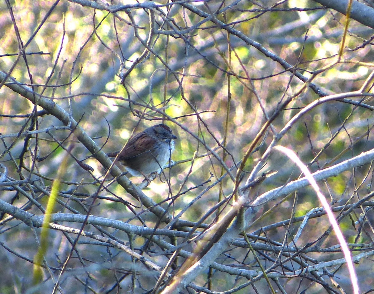 Swamp Sparrow - ML61605891