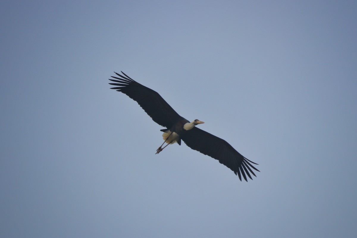 Asian Woolly-necked Stork - ML616058915