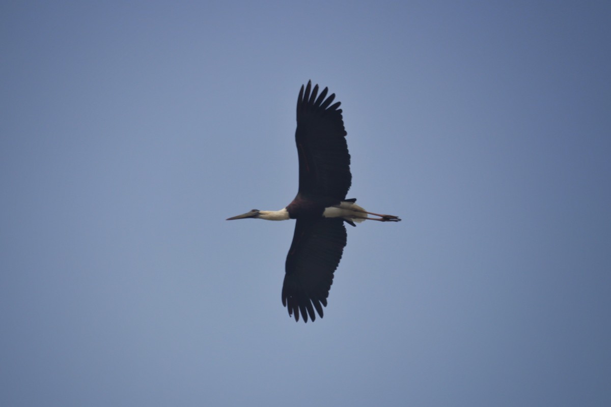 Asian Woolly-necked Stork - ML616058916