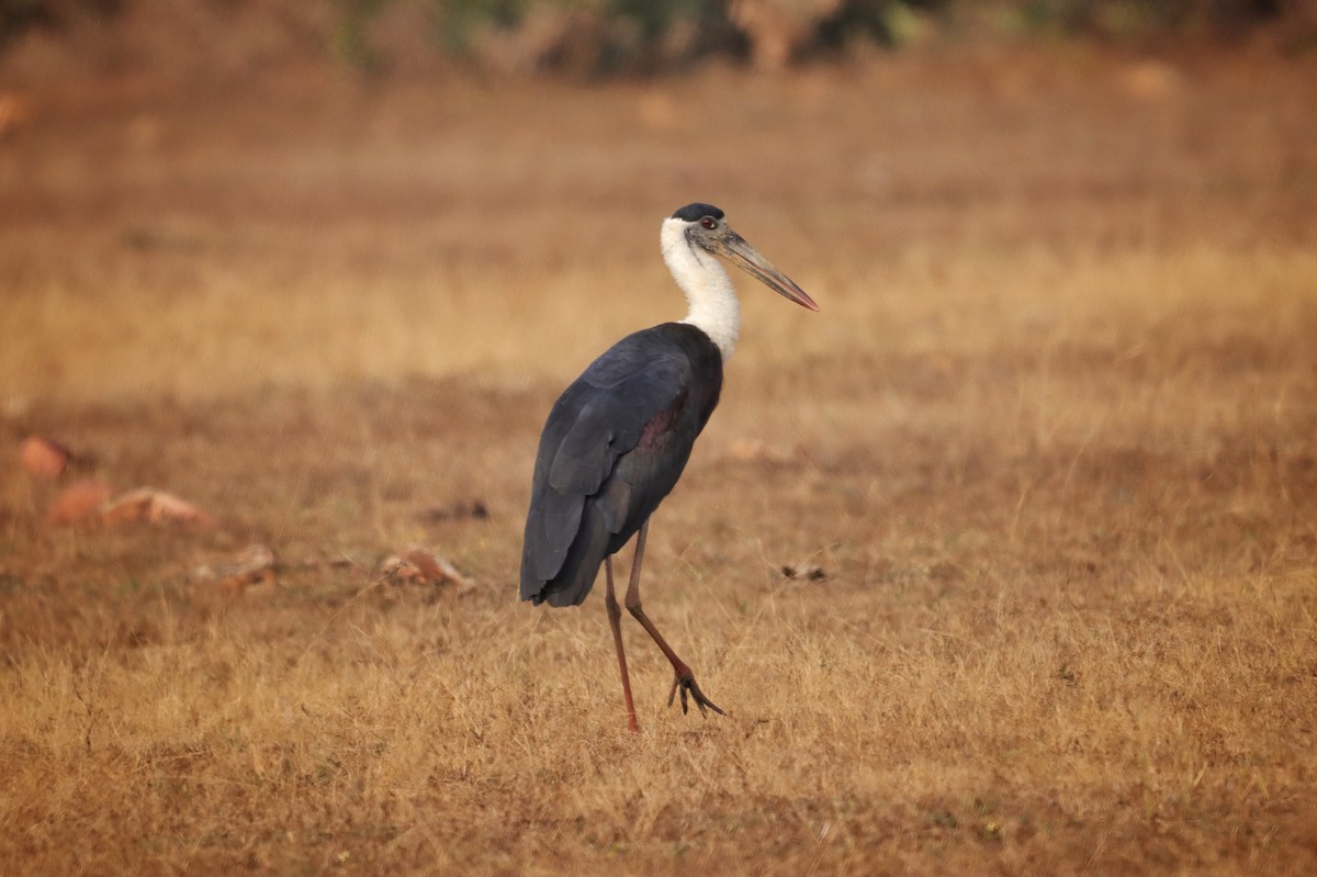 Asian Woolly-necked Stork - ML616058917