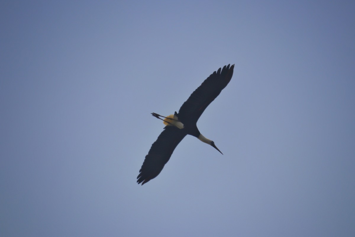 Asian Woolly-necked Stork - ML616058919