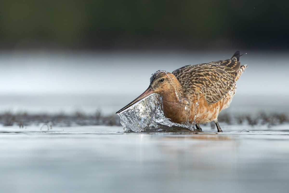 Bar-tailed Godwit - ML616058923