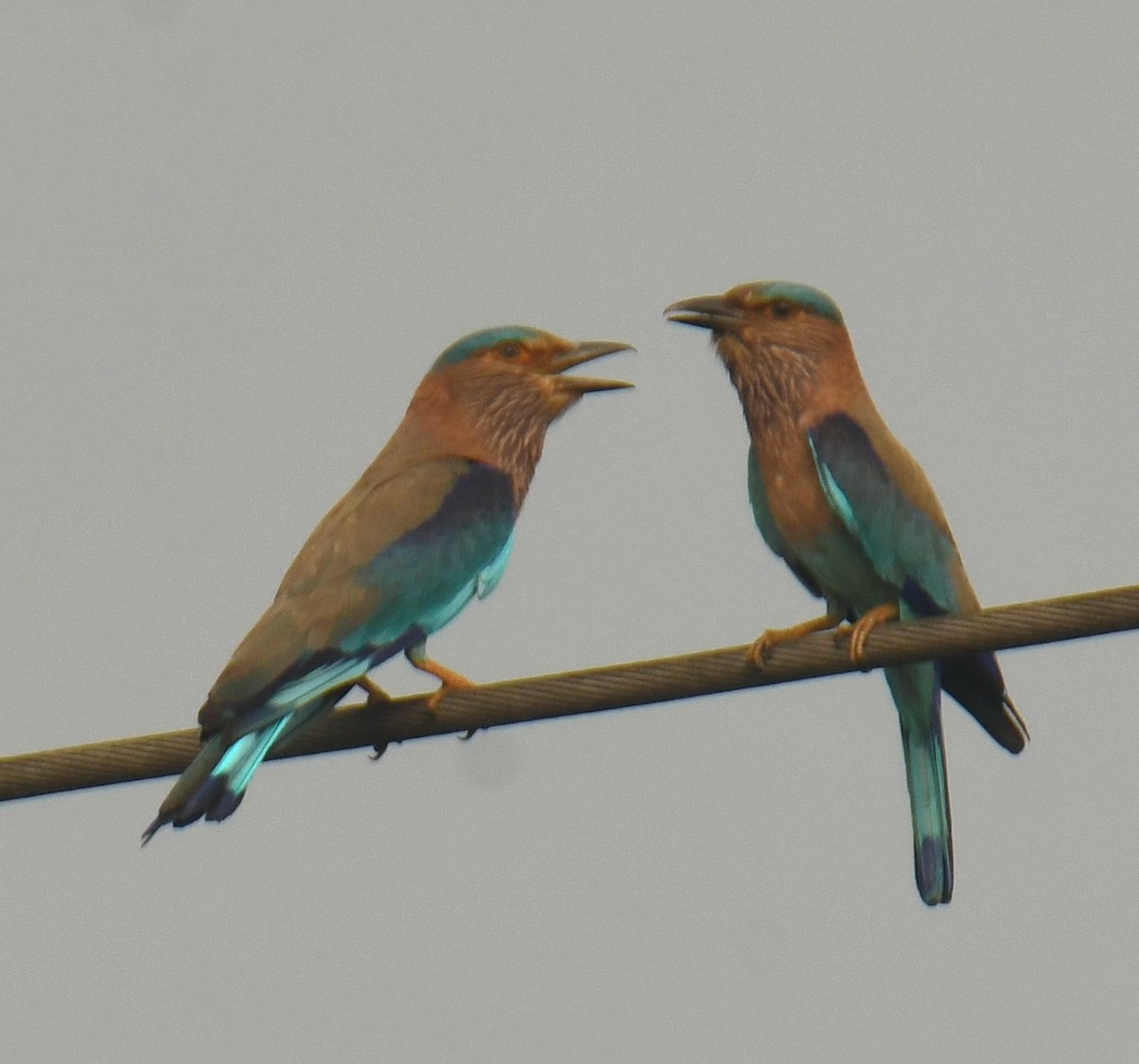 Indian Roller - ML616058986