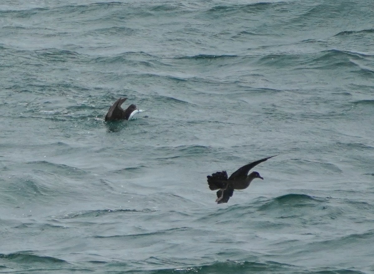 Wedge-tailed Shearwater - Ian Kerr