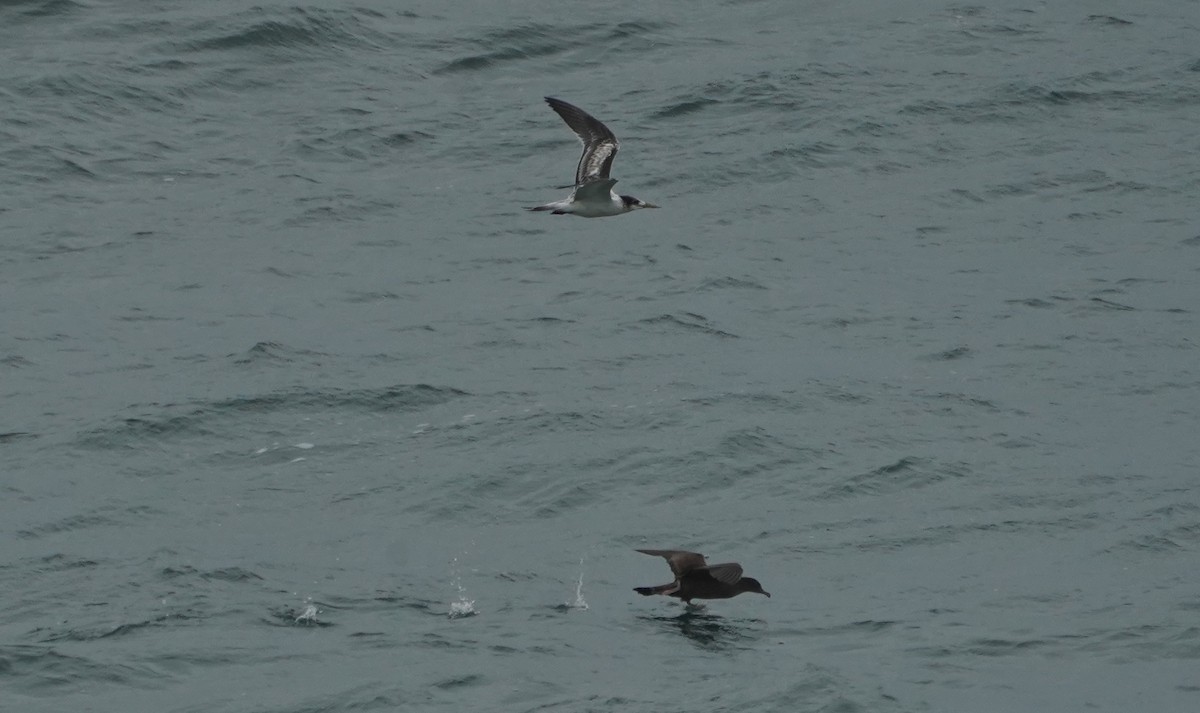 Wedge-tailed Shearwater - Ian Kerr