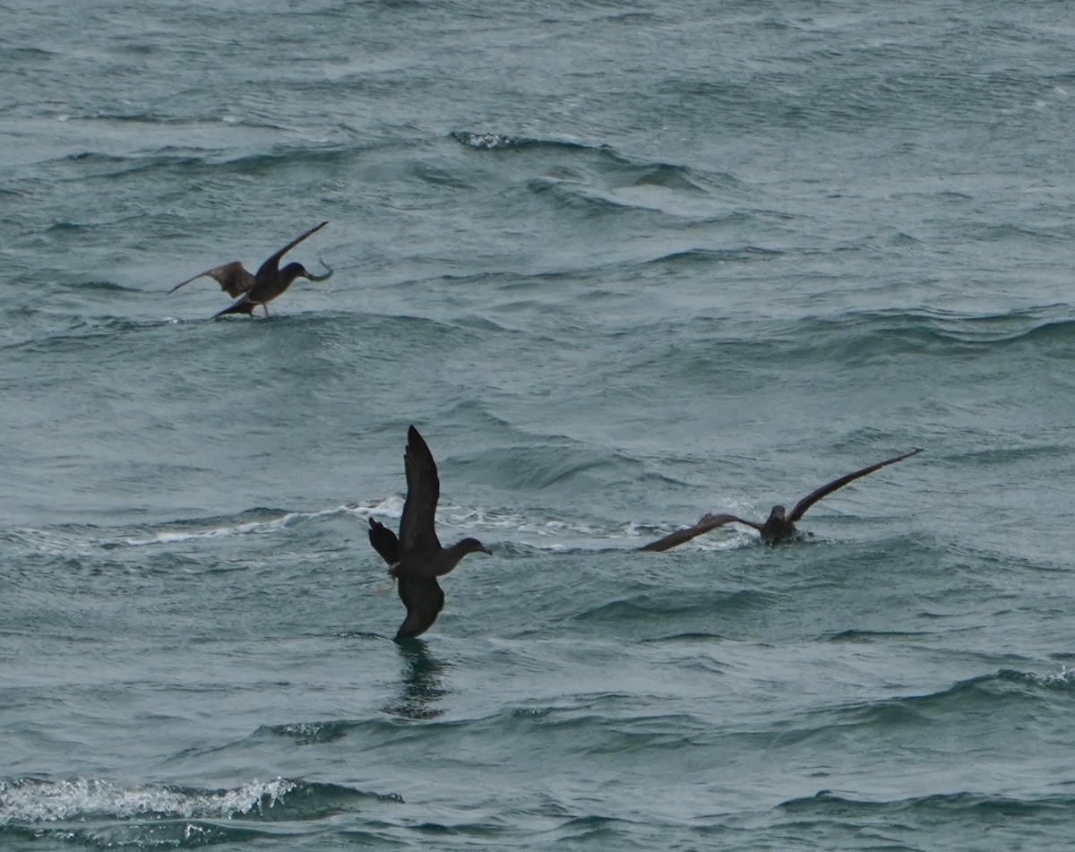 Wedge-tailed Shearwater - ML616059012