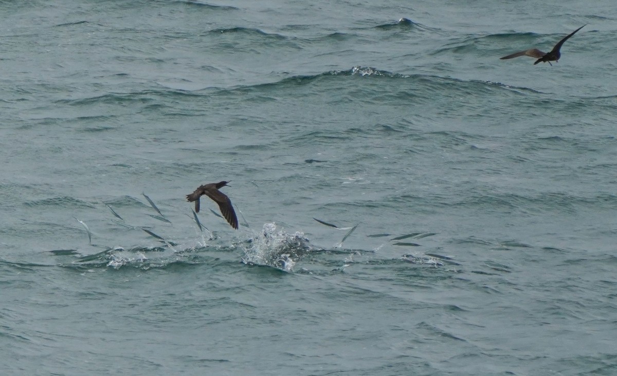 Wedge-tailed Shearwater - ML616059013