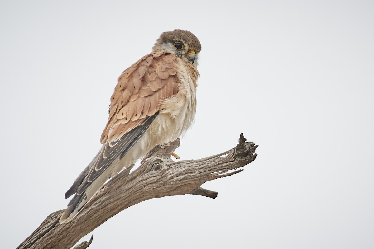 Nankeen Kestrel - Bill O’Brien