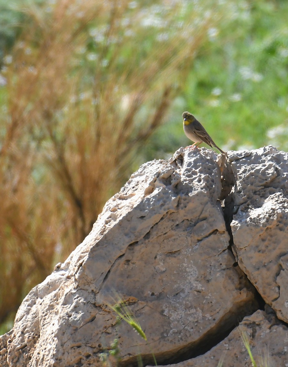 Cinereous Bunting - ML616059047