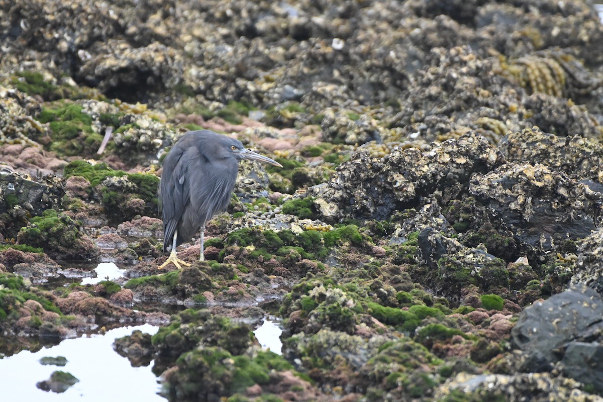 Pacific Reef-Heron - ML616059076