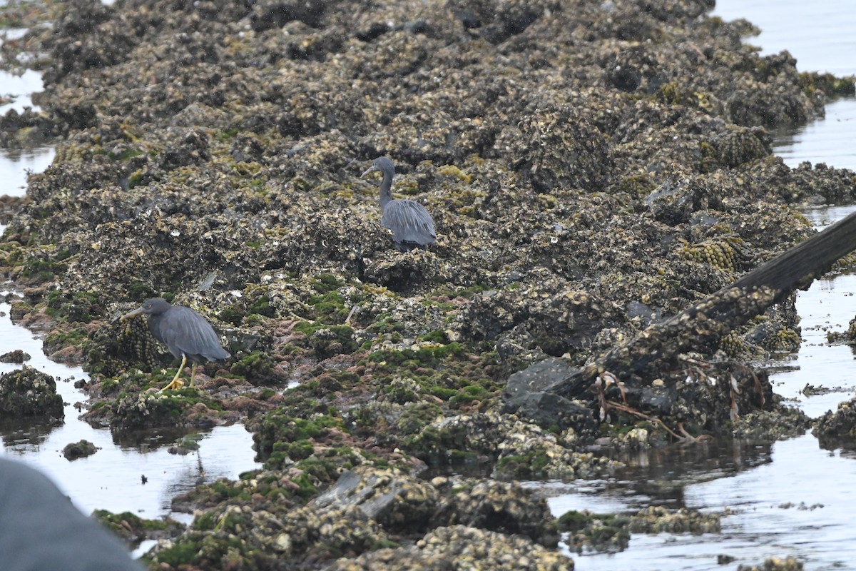 Pacific Reef-Heron - ML616059102