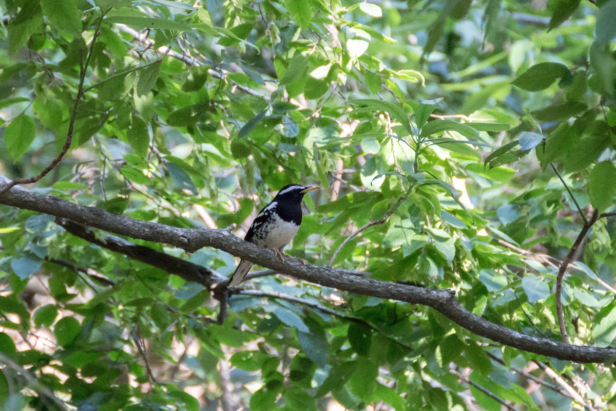 Pied Thrush - Tarun Menon