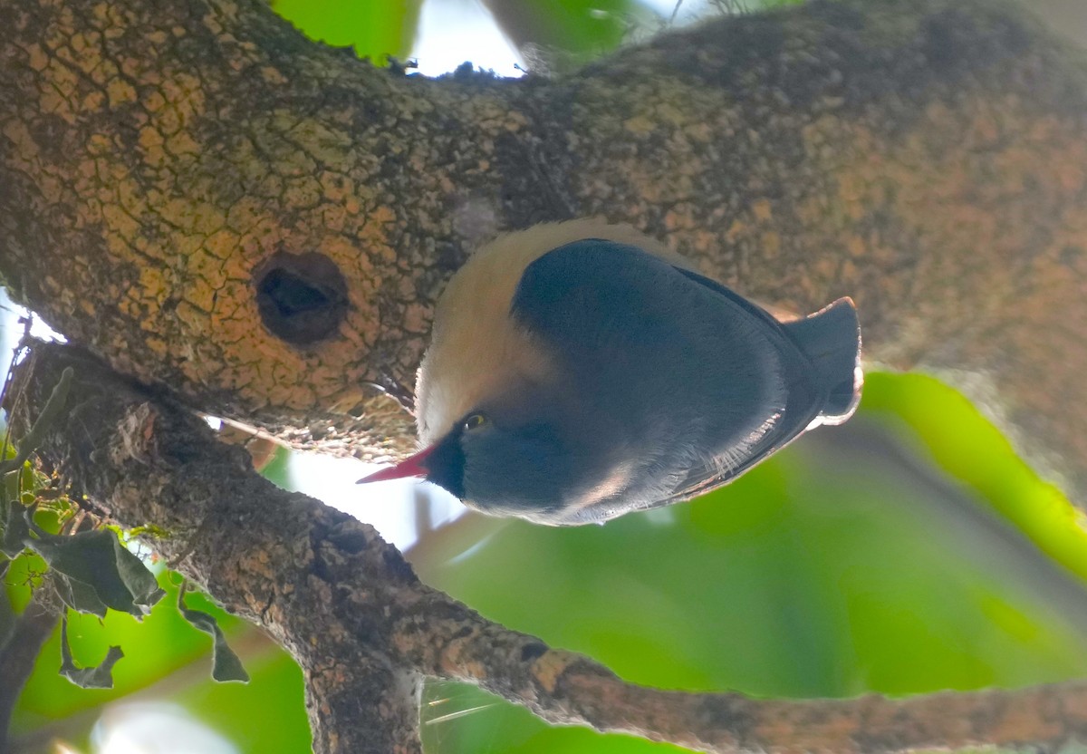 Velvet-fronted Nuthatch - ML616059166