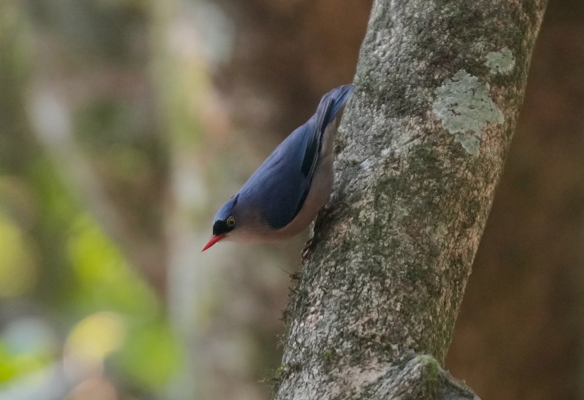 Velvet-fronted Nuthatch - ML616059167