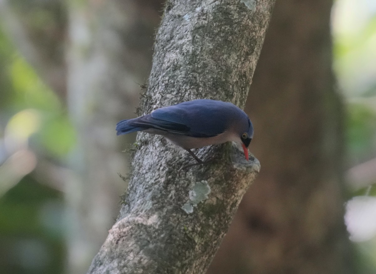 Velvet-fronted Nuthatch - ML616059168