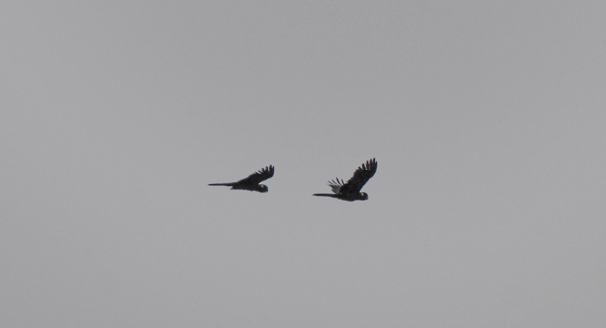 Yellow-tailed Black-Cockatoo - ML616059204