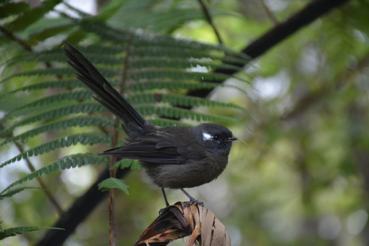 New Zealand Fantail - ML616059265