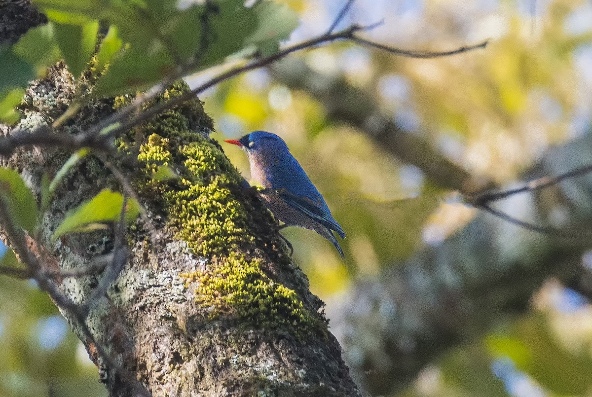 Velvet-fronted Nuthatch - ML616059358