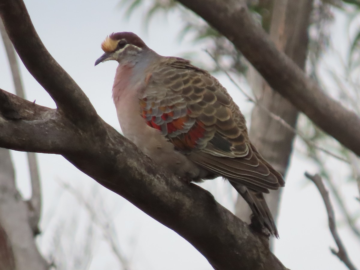 Common Bronzewing - ML616059376