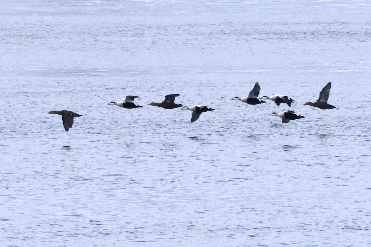 Common Eider (Eurasian) - ML616059402