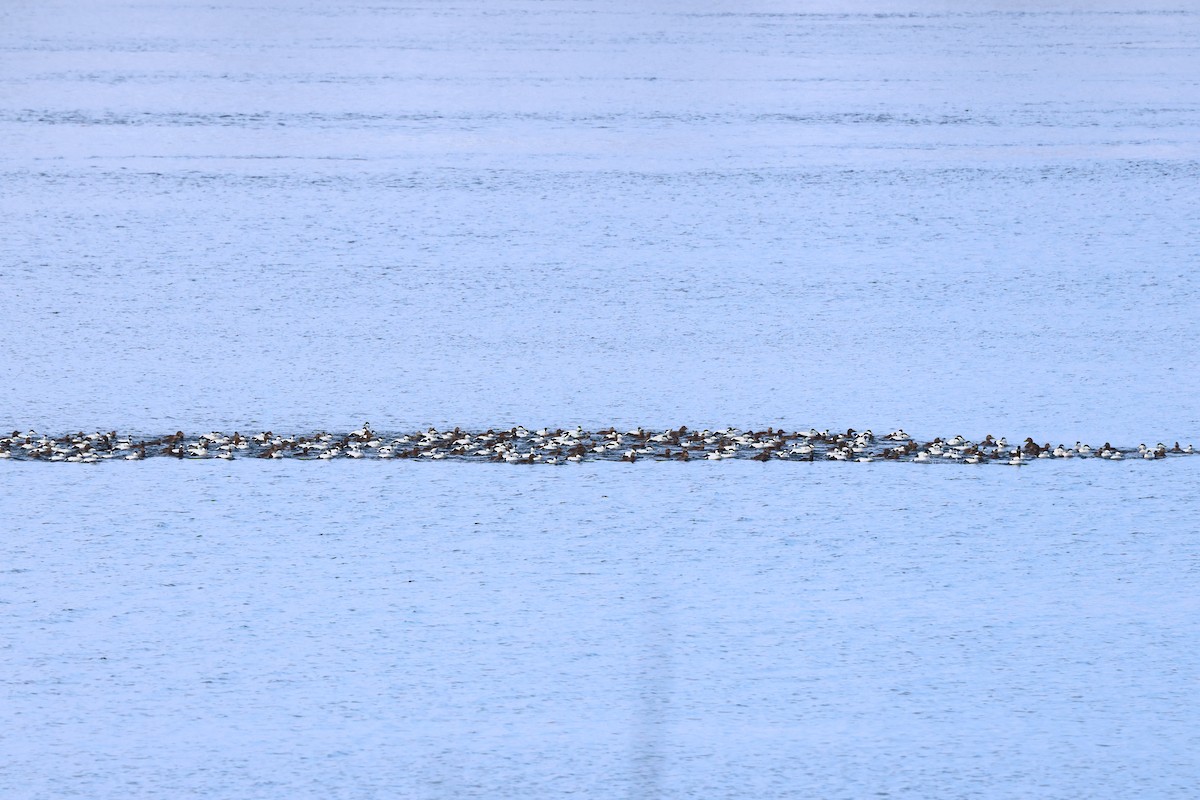 Common Eider (Eurasian) - ML616059403