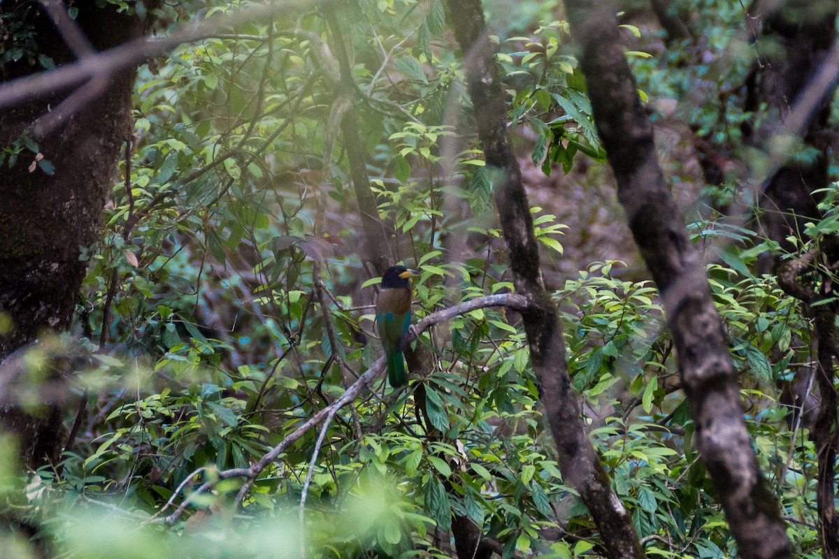 Great Barbet - ML616059430