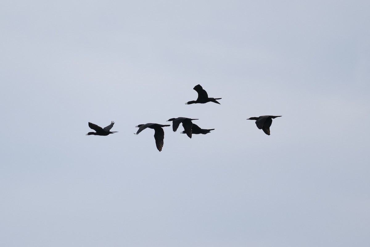 Little Black Cormorant - ML616059431