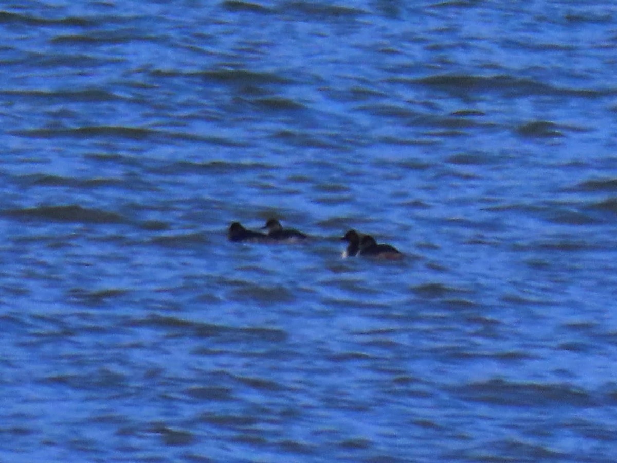 Eared Grebe - ML616059450