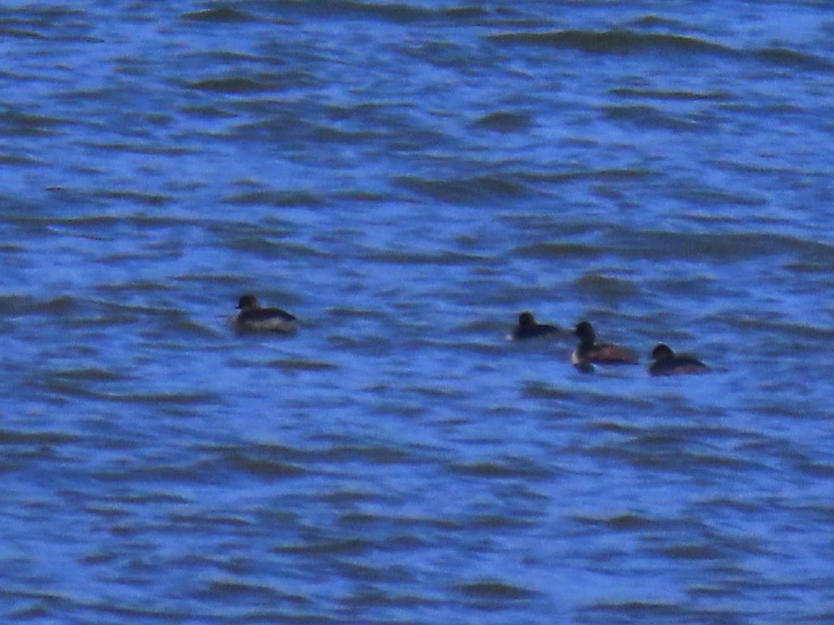 Eared Grebe - ML616059452