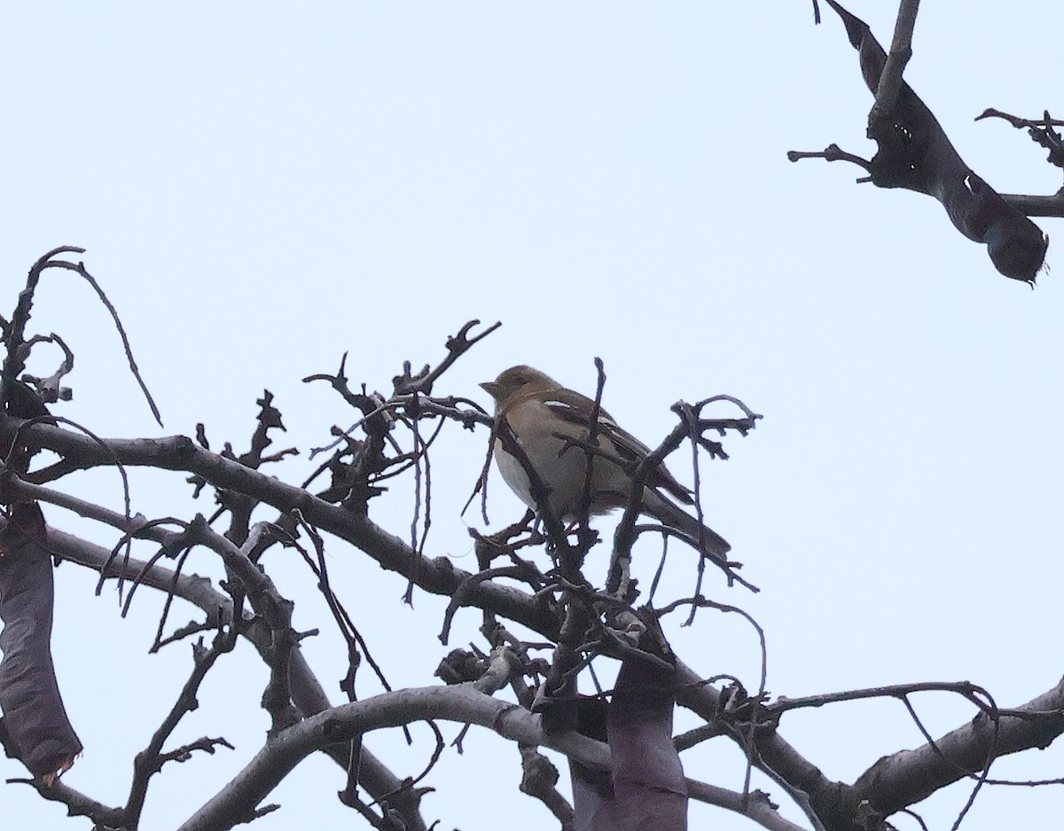 Common Chaffinch - ML616059569