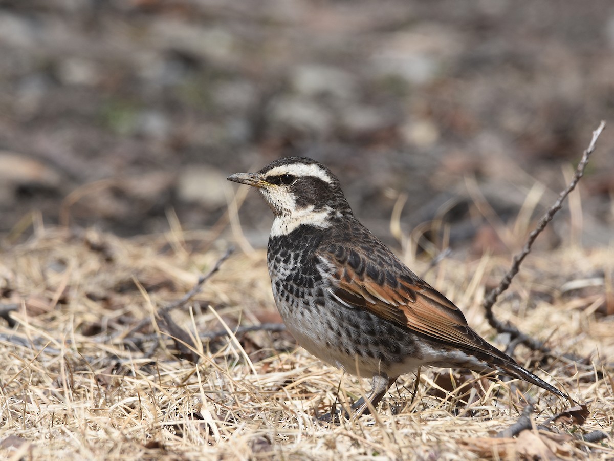 Dusky Thrush - ML616059586