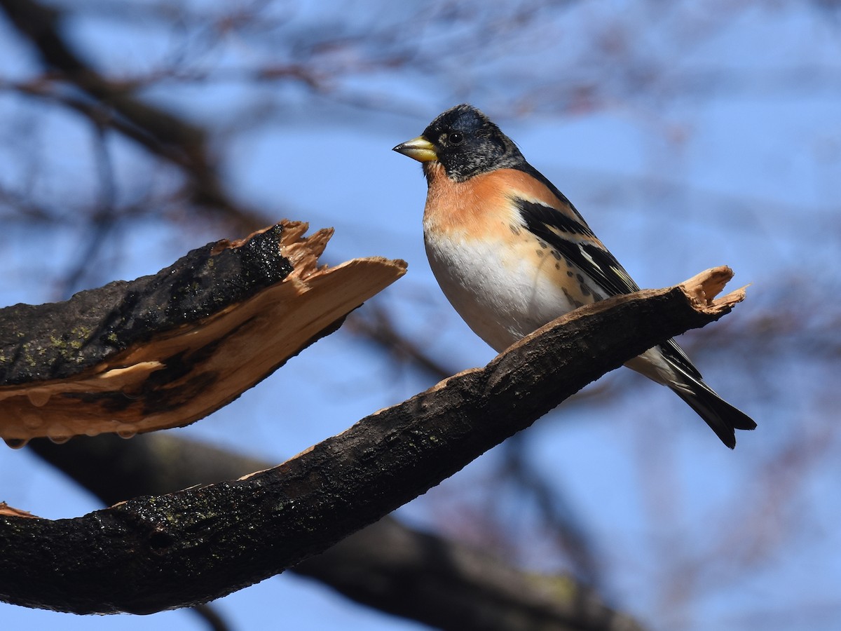 Brambling - ML616059590