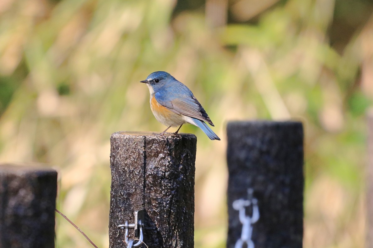 Red-flanked Bluetail - ML616059611