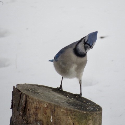 Blue Jay - ML616059613