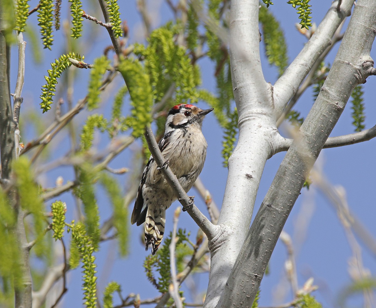 Lesser Spotted Woodpecker - ML616059644