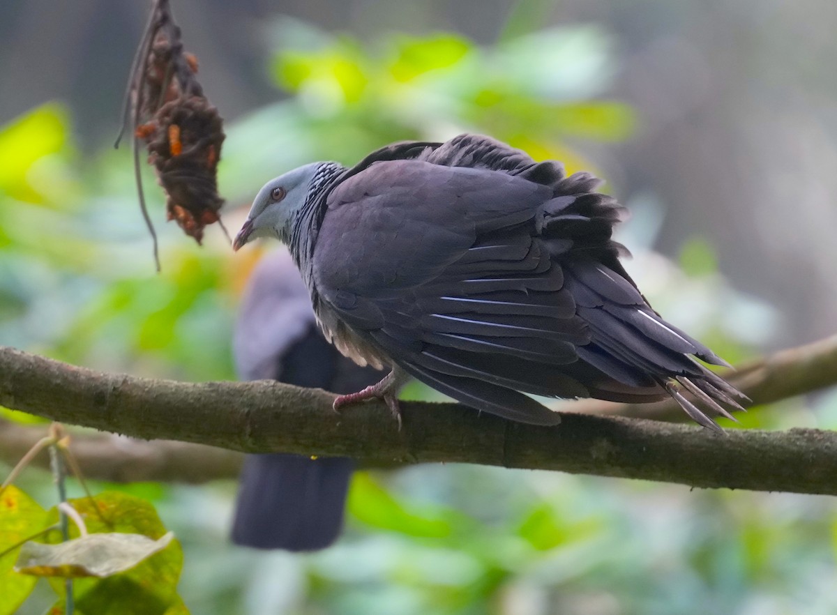 Nilgiri Wood-Pigeon - ML616059671