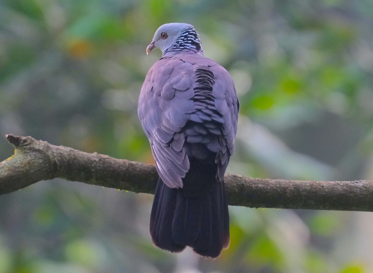 Nilgiri Wood-Pigeon - ML616059672