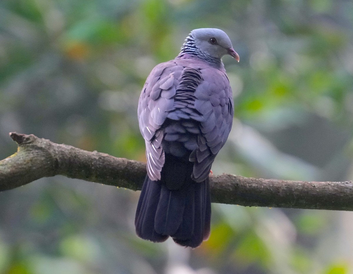 Nilgiri Wood-Pigeon - ML616059673