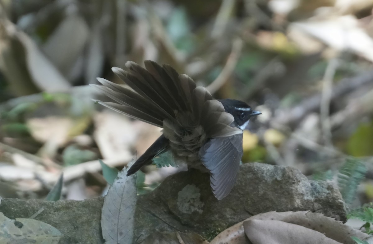 Spot-breasted Fantail - ML616059696