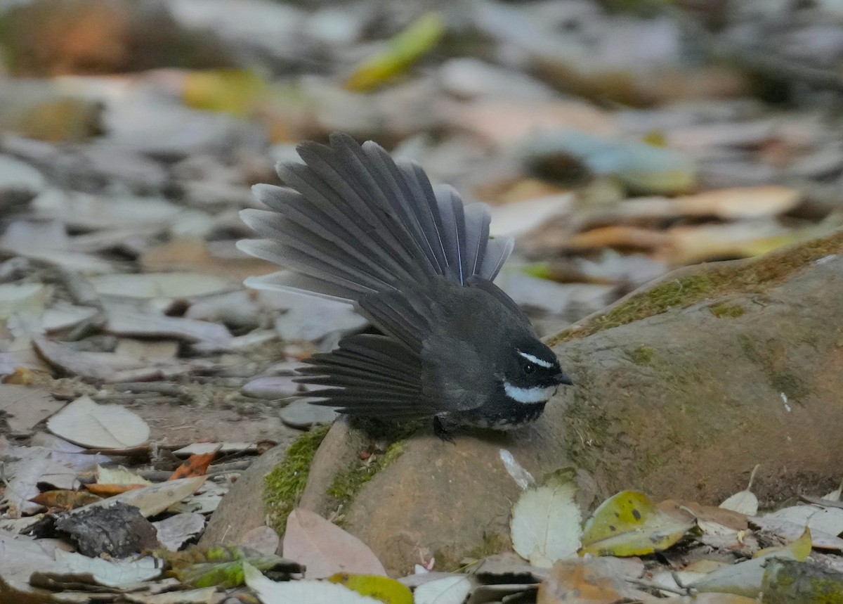 Spot-breasted Fantail - ML616059697
