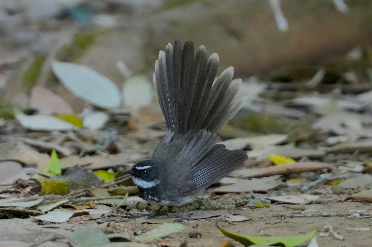 Spot-breasted Fantail - ML616059698