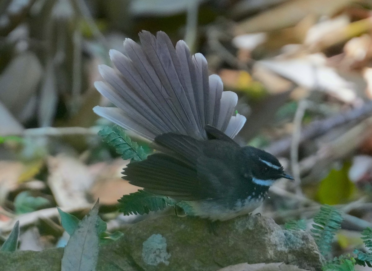 Spot-breasted Fantail - ML616059699