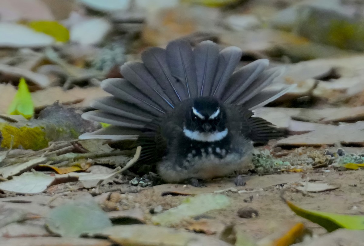 Spot-breasted Fantail - ML616059700