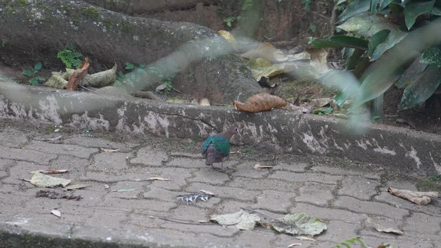 Asian Emerald Dove - ML616059708