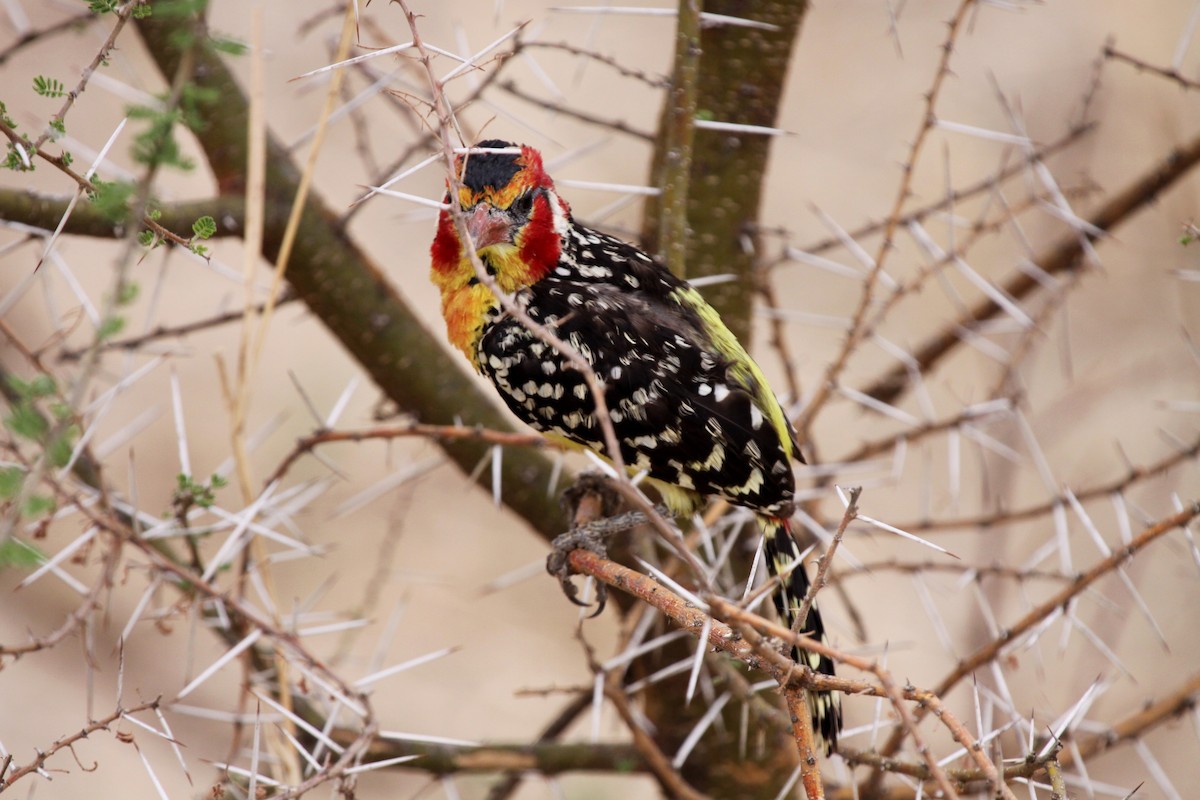 Red-and-yellow Barbet - ML616059712