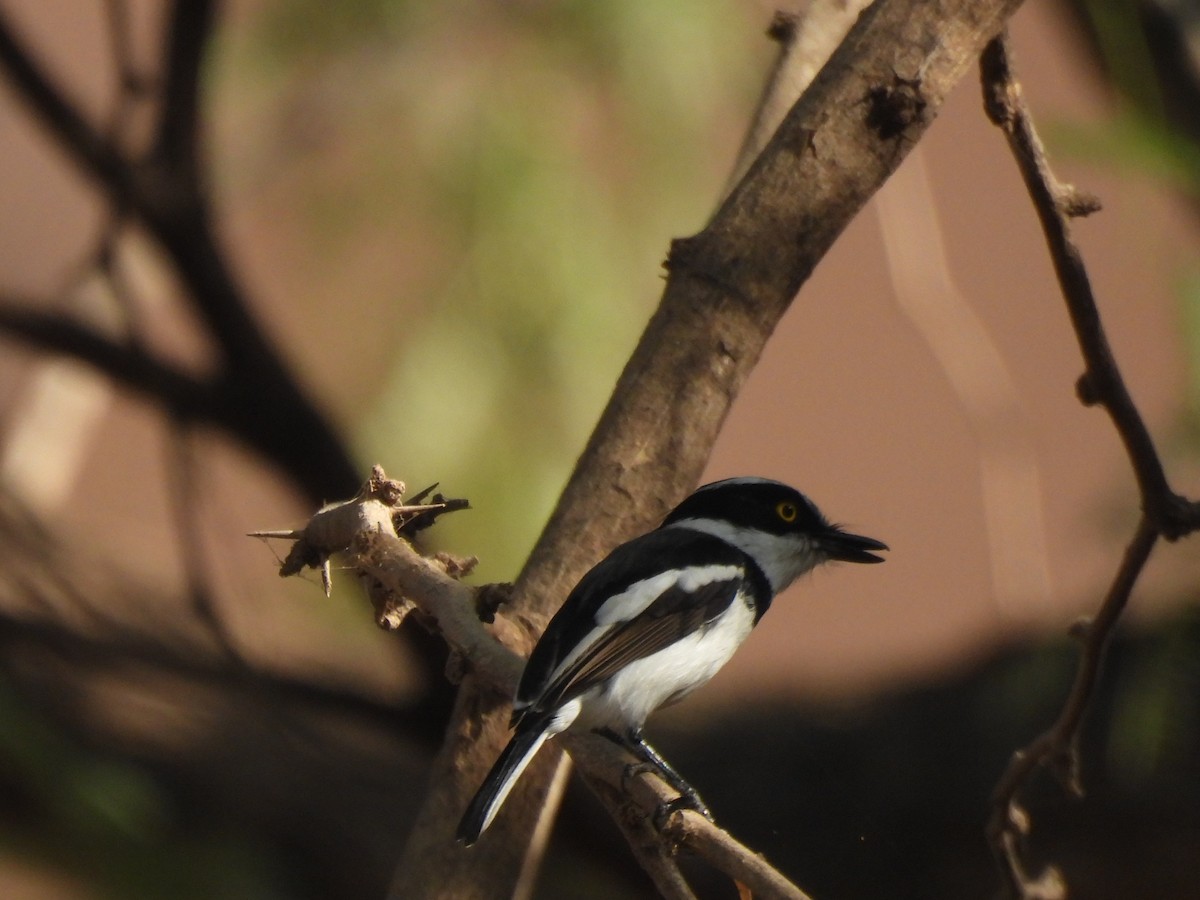 Senegal Batis - ML616059794