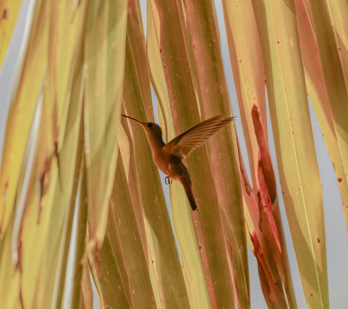 Cinnamon Hummingbird - ML616059894