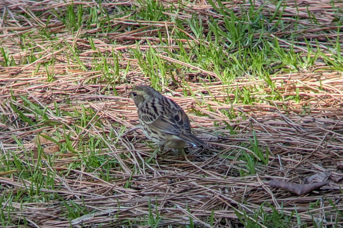 Black-faced/Masked Bunting - Lanaye Baxter